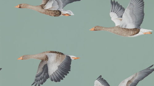 Elysian Geese 216610